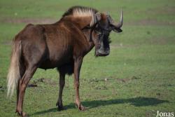 Alcelaphinae