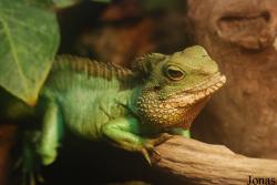 Vivarium Darmstadt