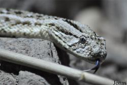Bitis arietans