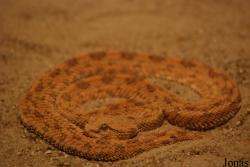 Vivarium Darmstadt