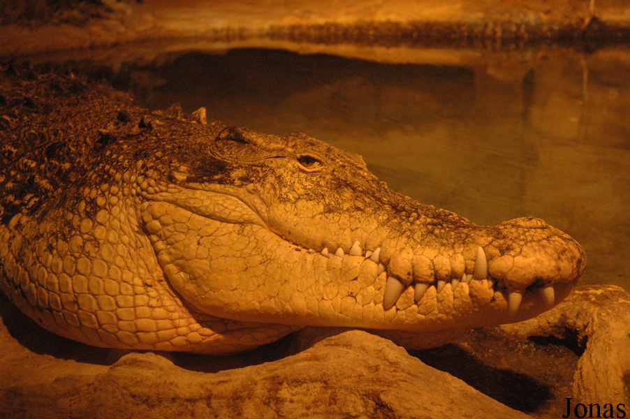 Zoo d'Amnéville