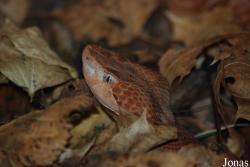 Agkistrodon contortrix