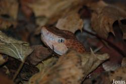 Vivarium Darmstadt
