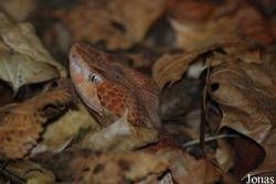 Vivarium Darmstadt