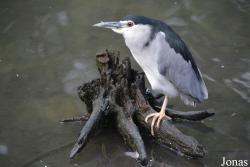 Nycticorax nycticorax
