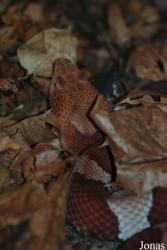 Vivarium Darmstadt
