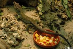 Vivarium Darmstadt