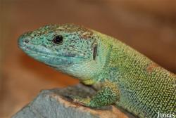 Lacertidae