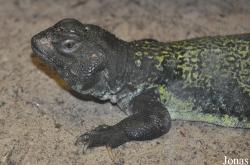 Uromastyx acanthinura