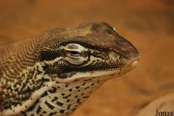 Vivarium Darmstadt