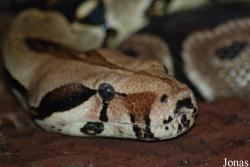 Boidae