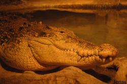 Zoo d'Amnéville