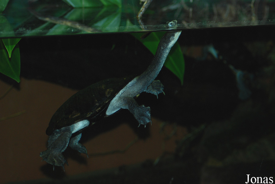 Vivarium Darmstadt
