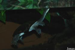 Vivarium Darmstadt