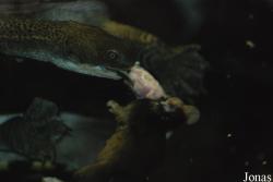 Vivarium Darmstadt