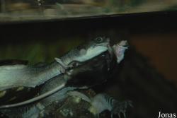 Vivarium Darmstadt
