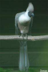 Vogelpark Heppenheim