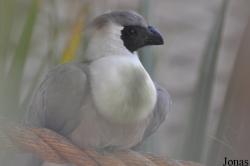 Corythaixoides personatus