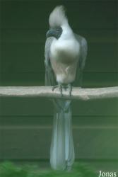 Vogelpark Heppenheim