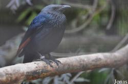 Onychognathus morio