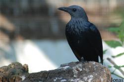Vogelpark Heppenheim