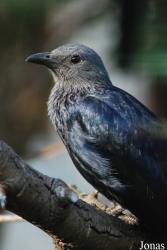 Vogelpark Heppenheim