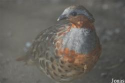 Vogelpark Heppenheim