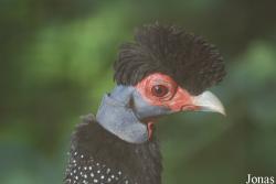 Vogelpark Heppenheim