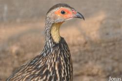 Pternistis leucoscepus