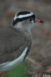 Vogelpark Heppenheim