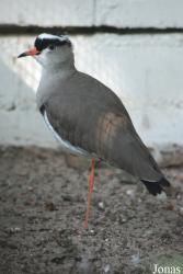 Vogelpark Heppenheim