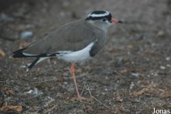 Vogelpark Heppenheim