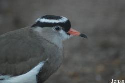 Vogelpark Heppenheim