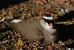 Vogelpark Heppenheim