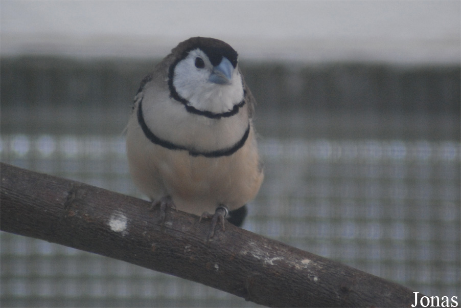Vogelpark Heppenheim