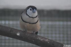 Vogelpark Heppenheim