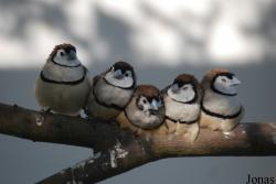 Vogelpark Heppenheim