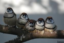 Vogelpark Heppenheim