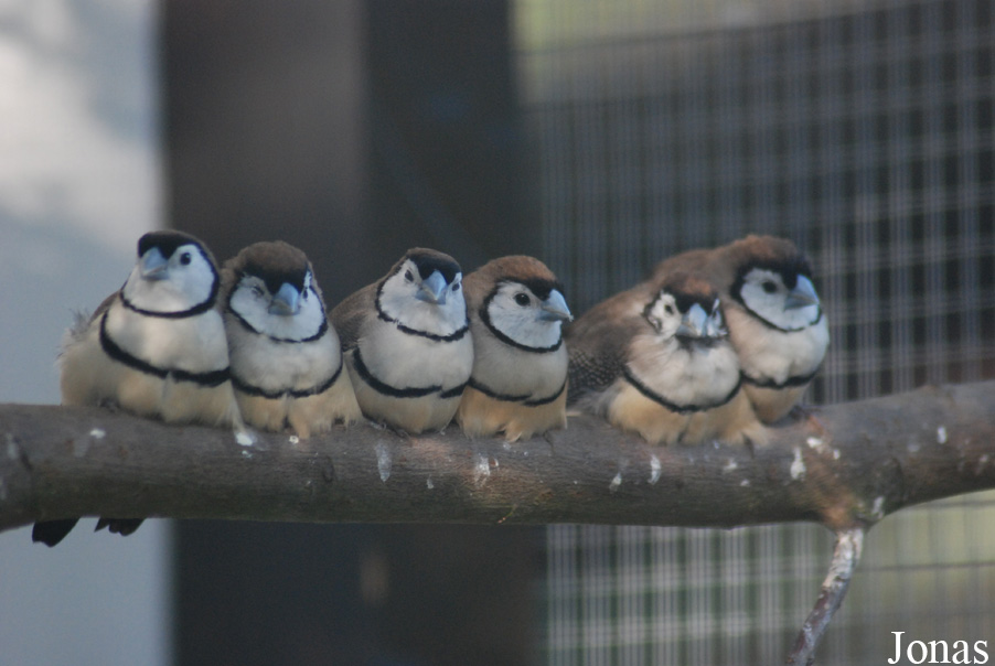 Vogelpark Heppenheim