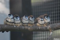 Vogelpark Heppenheim