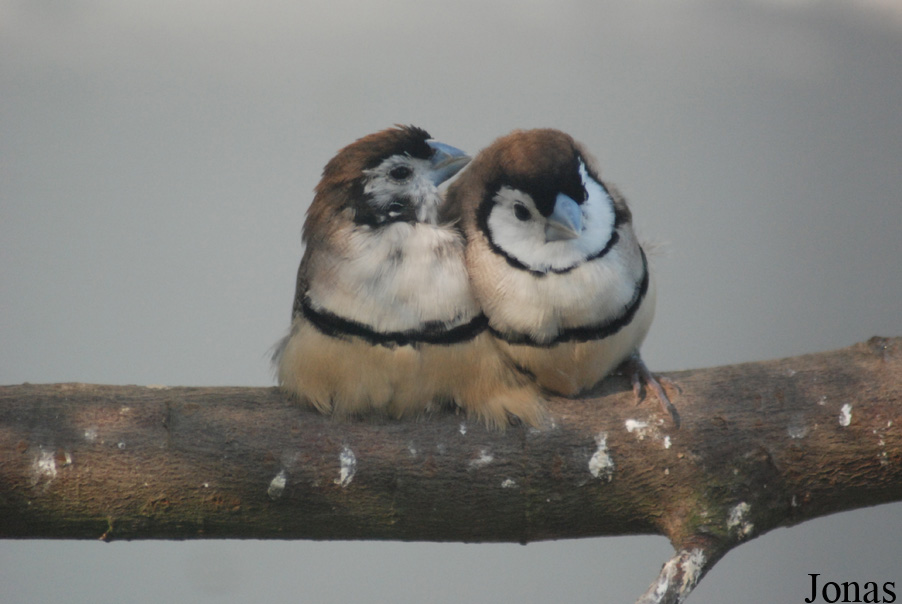 Vogelpark Heppenheim