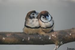 Vogelpark Heppenheim