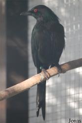 Aplonis metallica