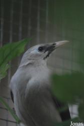 Vogelpark Heppenheim