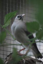 Vogelpark Heppenheim