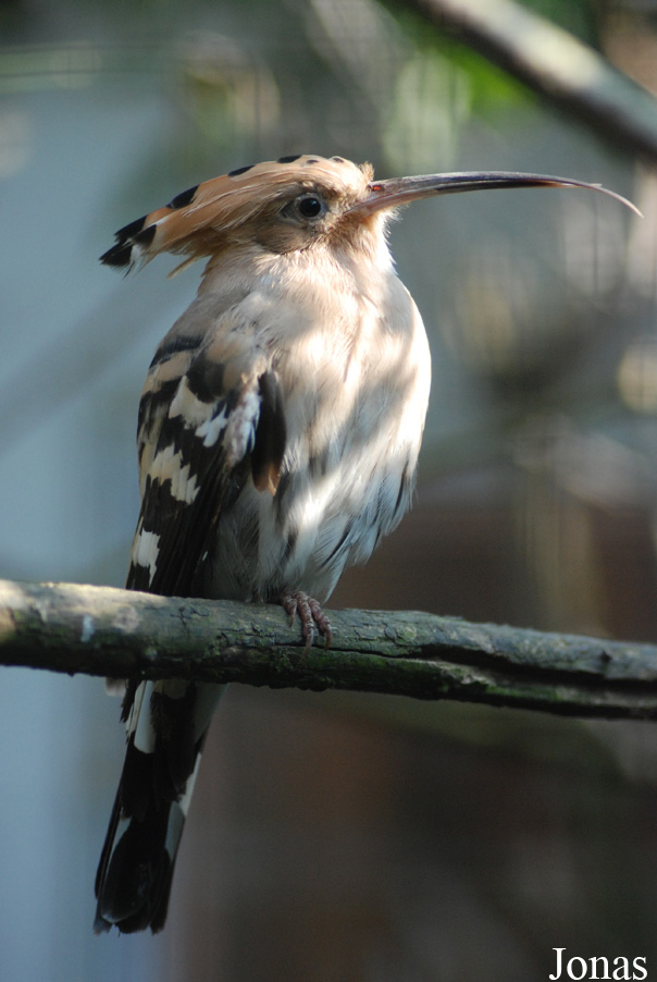 Vogelpark Heppenheim