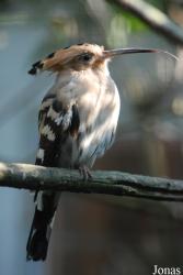Vogelpark Heppenheim