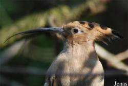 Vogelpark Heppenheim