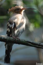 Vogelpark Heppenheim