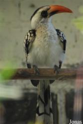 Vogelpark Heppenheim